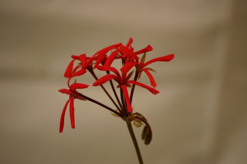 Cook�s Red Spider - Kaktus- och Nejlikepelargoner .